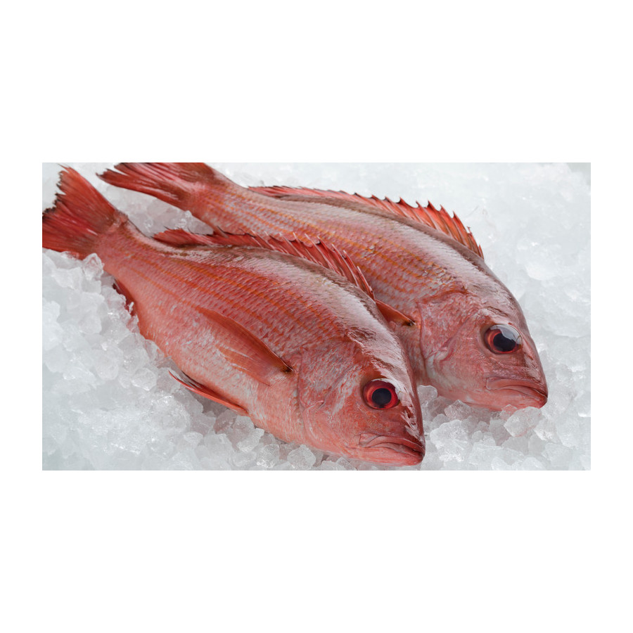 Fresh Red Snapper-8lb
