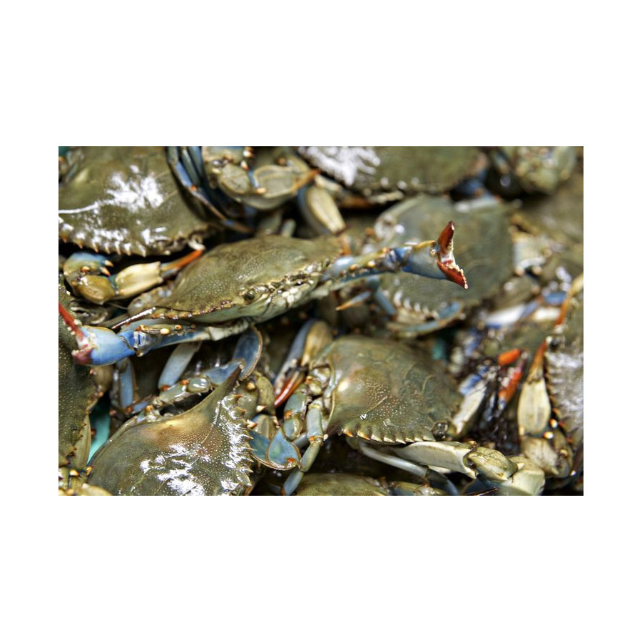 Fresh Crabs-20lb