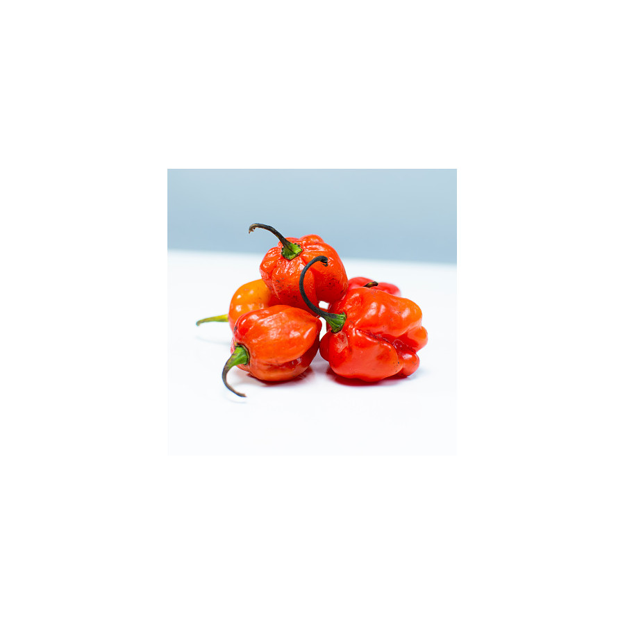 Scotch-Bonnet Pepper-1g
