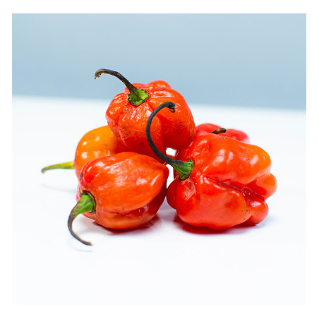 Scotch-Bonnet Pepper-1g